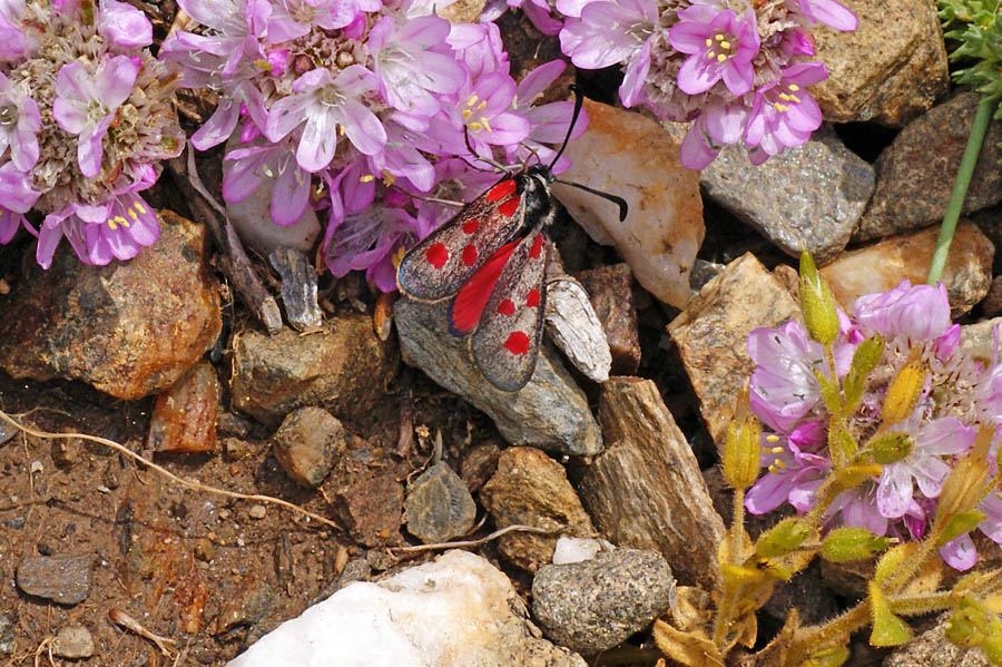 Zygaena corsica?